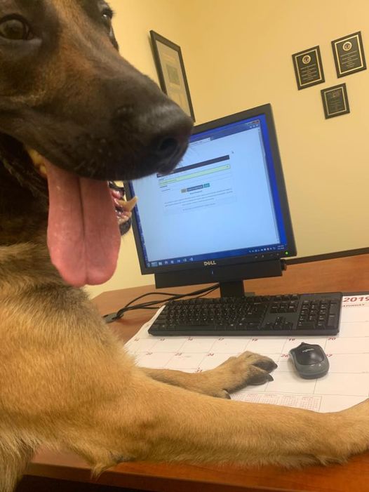 Canine in front of a computer monitor, resting its paws on the desk